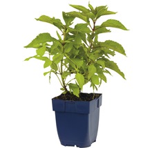 Purpur-Wasserdost FloraSelf Eupatorium purpureum H 5-20 cm Co 0,5 L