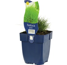Bärenfell-Schwingel FloraSelf Festuca gauthierii H 5-30 cm Co 0,5 L