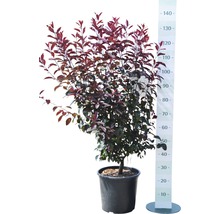 Zwerg-Blut-Pflaume FloraSelf Prunus cistena H 100-125 cm Co 15 L