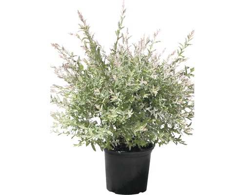 Harlekinweide im Topf