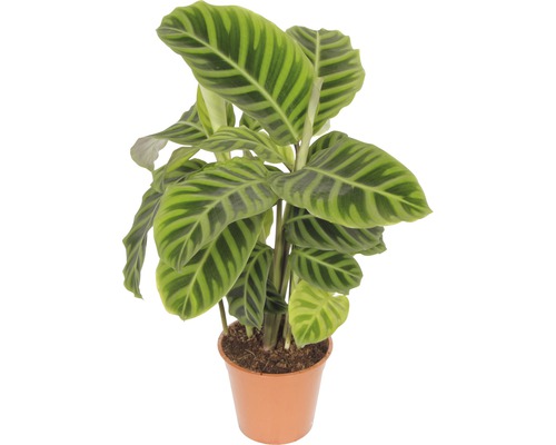 Korbmarante FloraSelf Calathea 'Zebrina' H 30-40 cm Ø 14 cm Topf-0