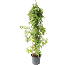 Kletter-Hortensie FloraSelf Hydrangea petiolaris H 125-150 cm Co 18 L