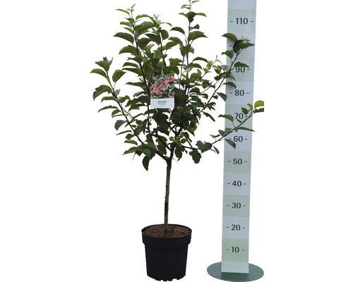 Apfelbaum im Topf mit Messskala zur Größenangabe