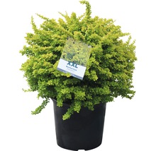 Zwergberberitze FloraSelf Berberis thunbergii "Sunsation"® H 50-60 cm Co 15 L-thumb-1