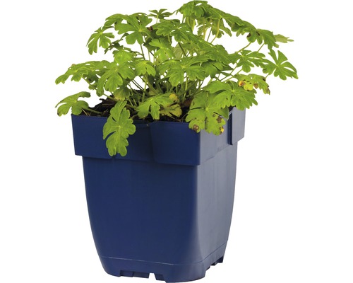 Geranium im Pflanztopf