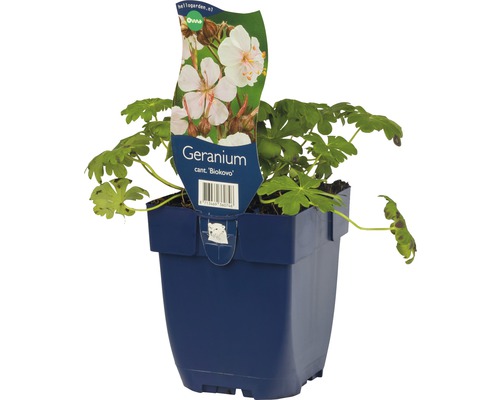 Geranium Biokovo in einem blauen Topf