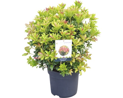 Lavendelheide ''Mountain Fire'' im Topf