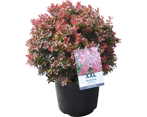 Berberitze im Topf, Zierpflanze für den Garten