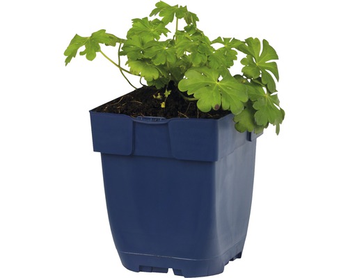 Geranium in blauem Topf