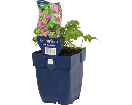 Geranium Cambridge im Topf