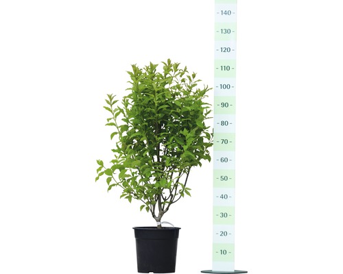 Blütenhartriegel als Busch in einem Topf mit Größenangabe