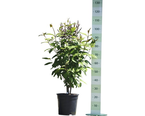 Blütenhartriegel im Topf mit Messskala