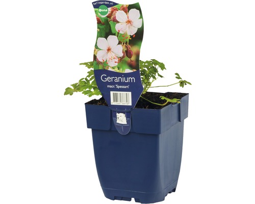 Storchschnabel FloraSelf Geranium macrorrhizum 'Spessart' H 5-10 cm Co 0,5 L