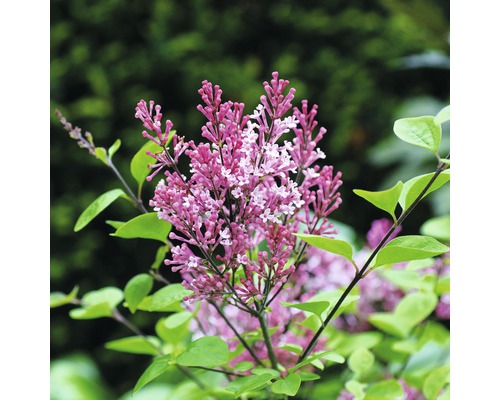 Nahaufnahme einer blühenden Zwerg-Duftfliederpflanze