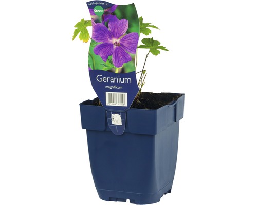 Storchschnabel FloraSelf Geranium x maginificum H 10-20 cm Co 0,5 L