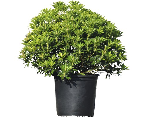 Rhododendron im Topf