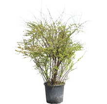 Strauch im Topf für den Garten