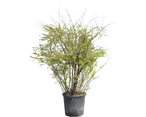 Strauch im Topf für den Garten