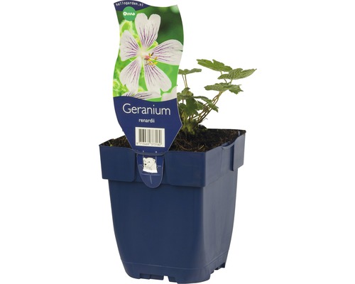 Storchenschnabel FloraSelf Geranium renardii H 5-25 cm Co 0,5 L