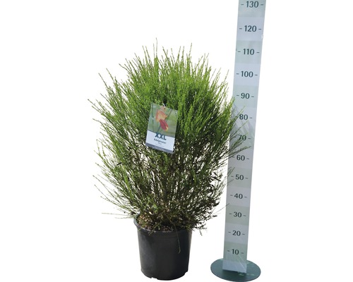 Besenginster in einem Topf mit einem Messstab zur Größenanzeige