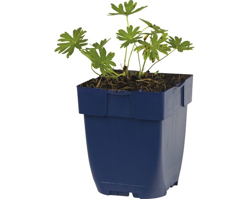 Geranium Pflanze in einem Topf