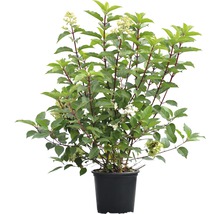 Rispen-Hortensie FloraSelf Hydrangea paniculata 'Wim´s Red'® H 100-125 cm Co 18 L-thumb-1