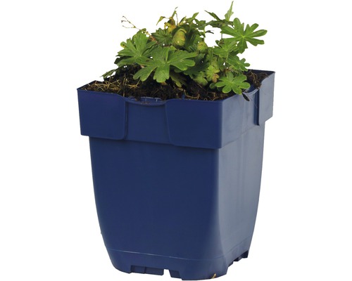 Geranium Pflanze im Topf