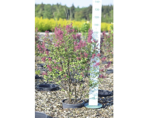 Blühender Zwergflieder im Topf mit Größenangabe.