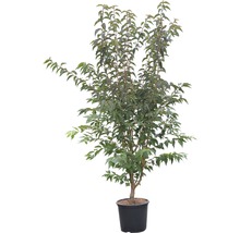 Zwergzierkirsche FloraSelf Prunus kurilensis 'Brillant' H 125-150 cm Co 15 L