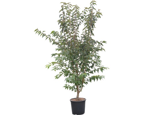 Japanische Nelkenkirsche im Topf