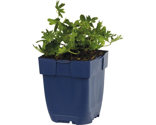 Geranium Pflanze in einem Kunststofftopf