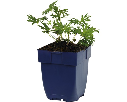 Geranium Pflanze in einem Topf