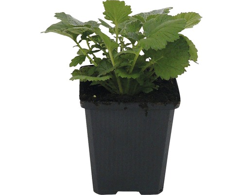 Chilenische Nelkenwurz FloraSelf Geum chiloense 'Lady Stratheden' H 10-20 cm Co 0,5 L Salbei im Topf