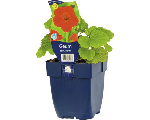 Geum coccineum Borisii Pflanze im Topf