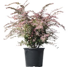 Berberitze FloraSelf Berberis thunbergii 'Harlequin' H 50-60 cm Co 15 L
