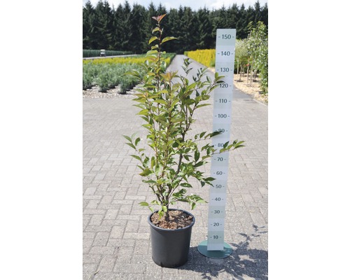 Zierkirsche im Topf mit Größenangabe