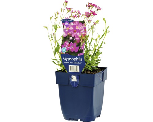 Kriechendes Schleierkraut Gypsophila repens 'Rosa Schönheit' H 5-15 cm Co 0,5 L Rosa Schleierkraut im Topf