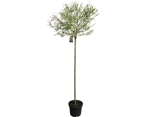 Salix integra Hakuro Nishiki Zierweide im Topf