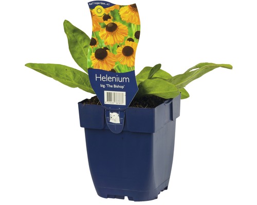 Helenium ''The Bishop'' in einem Topf