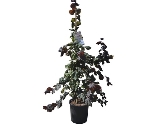 Korkenzieher-Hasel FloraSelf Corylus avellana "Red Majestic" ® Halbstamm 125 cm H 150-175 cm Co 18 L