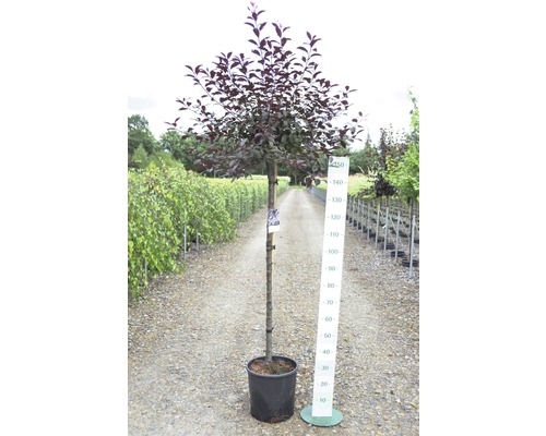 Blutpflaume im Topf mit Größenangabe