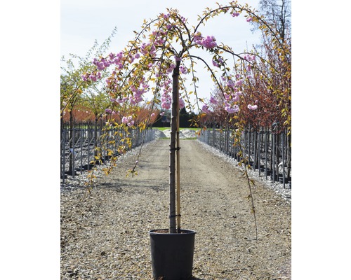 Japanische Blühende Zierkirsche im Topf