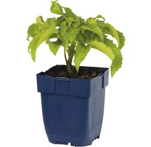 Hortensie im blauen Pflanztopf
