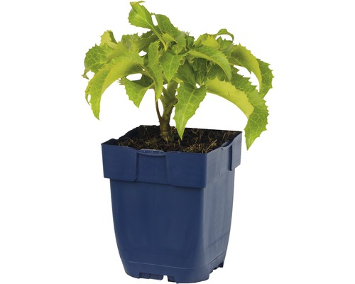 Hortensie im blauen Pflanztopf