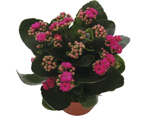 Flammendes Käthchen FloraSelf Kalanchoe Calandiva H 20-25 cm Ø 12 cm Topf purple Kalanchoe Pflanze im Topf mit pinkfarbenen Blüten