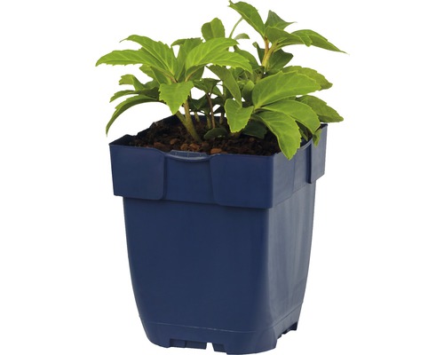 Pflanze in einem blauen Pflanzgefäß.