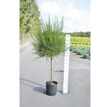 Gelbroter Ginster Stamm 80 cm FloraSelf Cytisus scoparius 'Andreas Splendens' Gesammthöhe 100-125 cm Co 18 L