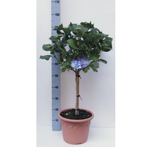 Gartenhortensie, Bauernhortensie FloraSelf Hydrangea macrophylla Stämmchen H ca. 40-50 cm Co 8,7 L-thumb-0