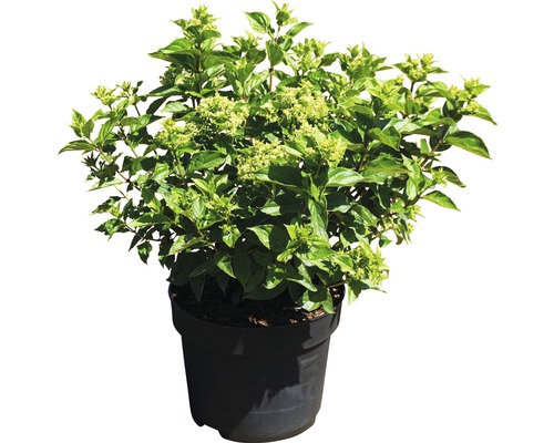 Rispenhortensie FloraSelf Hydrangea paniculata 'Little Lime' H 60-80 cm Co 10 L-0