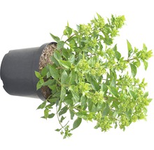 Rispenhortensie FloraSelf Hydrangea paniculata 'Little Lime' H 60-80 cm Co 10 L-thumb-1